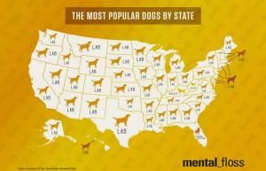 Ένας κρατικός χάρτης των πιο δημοφιλών φυλών σκύλων